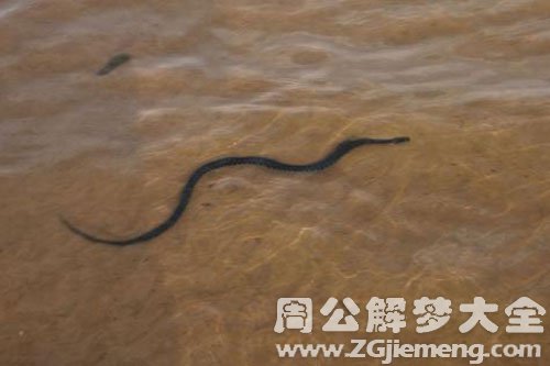 蟒蛇在水里游