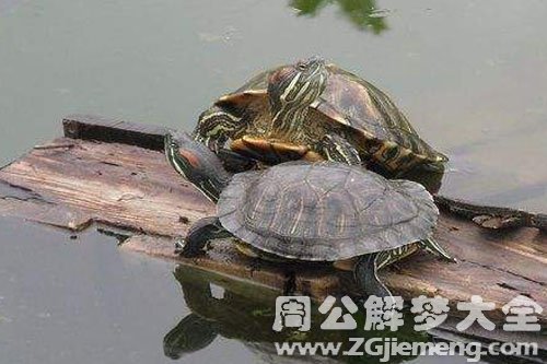 两只大乌龟