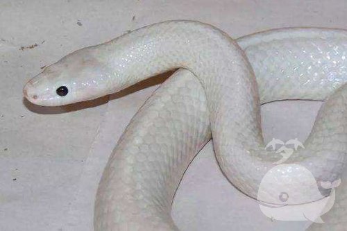 梦见一条白色的蛇