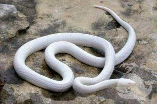 梦见白色的莽蛇