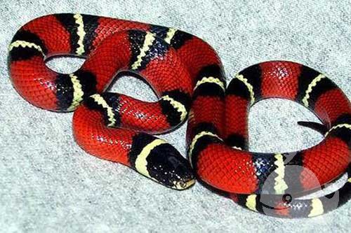 红蛇白蛇