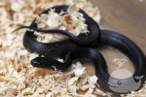 两条黑色蛇