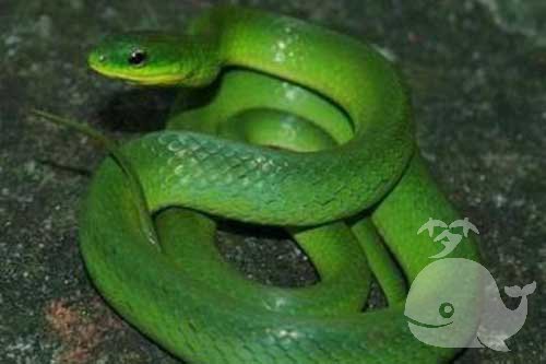 大绿色的蛇