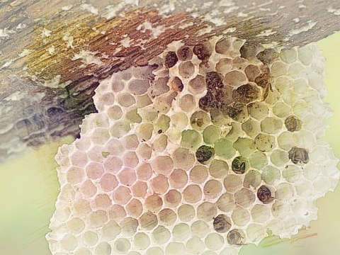 蜂窝 蜂巢