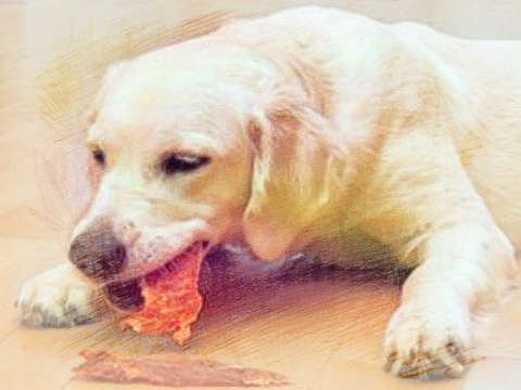 狗吃肉