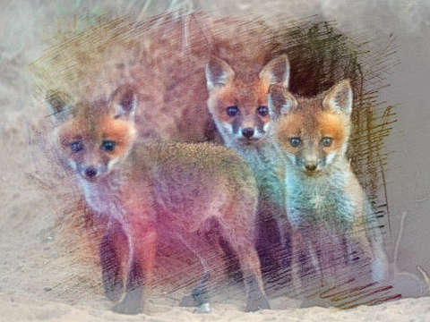 一群狐狸