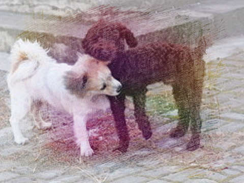 黑狗和白狗