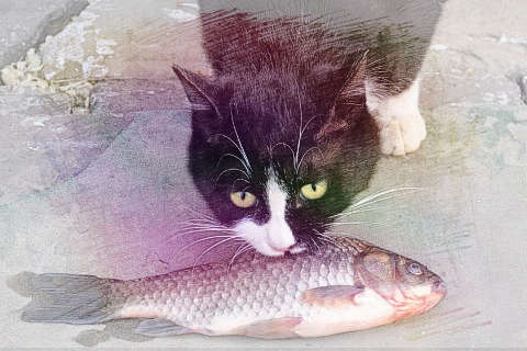 喂猫吃鱼