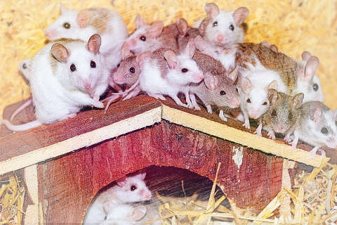 一群老鼠