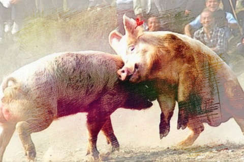 猪打架
