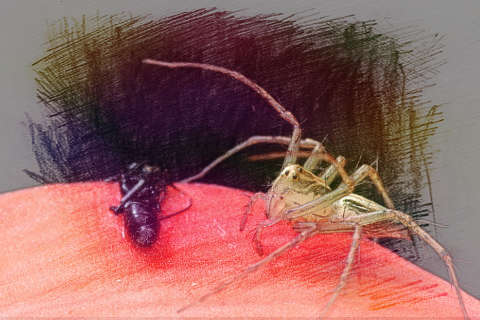 蚂蚁和蜘蛛