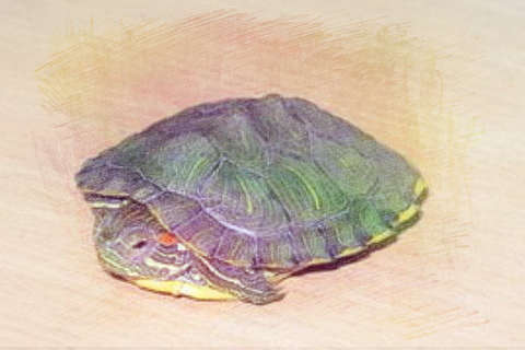 一只大乌龟