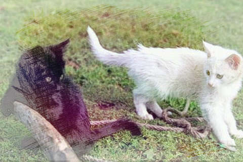 白猫和黑猫