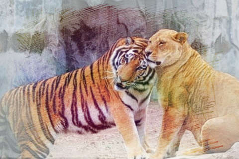 狮子跟老虎