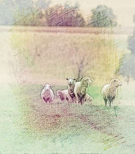 梦见家中有一群羊