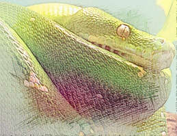 梦见大绿蛇