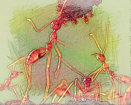 梦见红蚂蚁