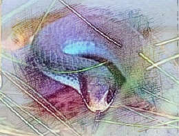 梦见蓝色的蛇