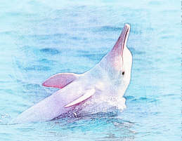 梦见白海豚