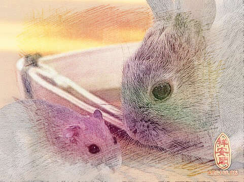 梦见老鼠和兔子