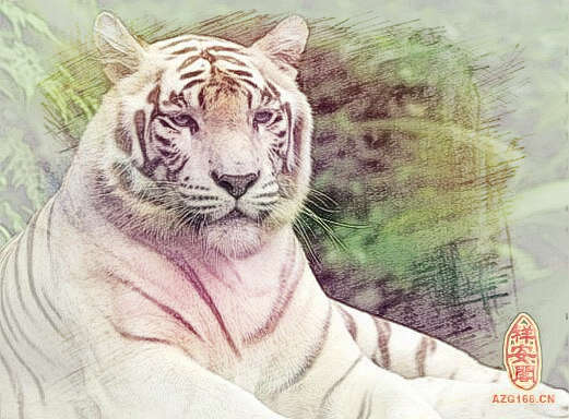 梦见白色老虎