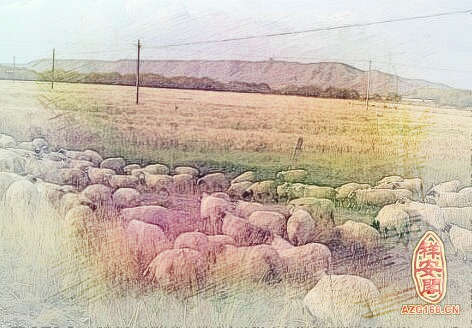梦见好多羊