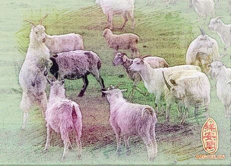 梦见一大群羊