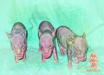 梦见三头猪