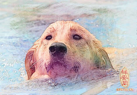 梦见小狗游泳