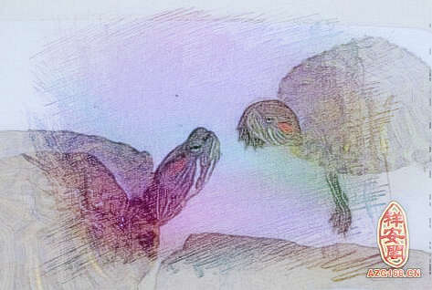 梦见乌龟打架