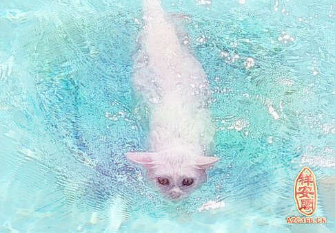 梦见猫游泳