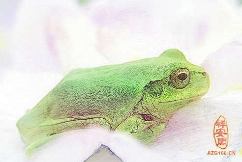 梦见绿色青蛙