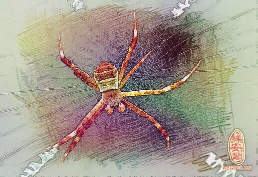 梦见彩色蜘蛛