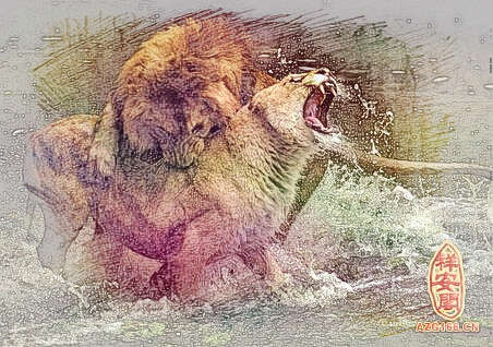 梦见狮子打架