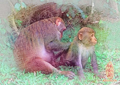 梦见两只猴子
