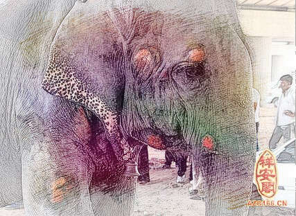 梦见大象受伤