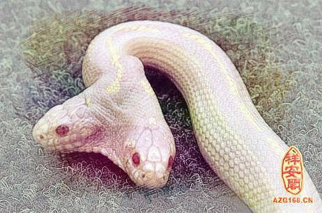 梦见白色蟒蛇