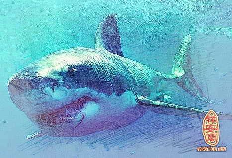 梦见小鲨鱼
