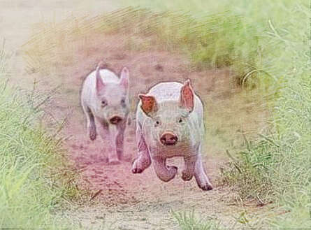  梦见猪到处跑