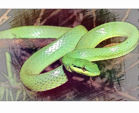  梦见绿蛇红蛇