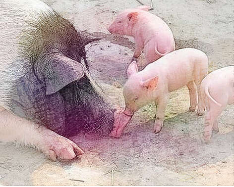  梦见猪崽死了