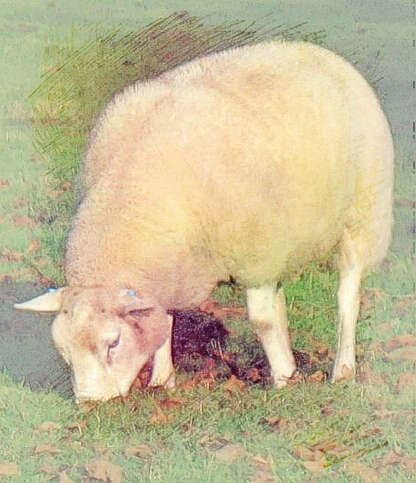  梦见羊在吃草