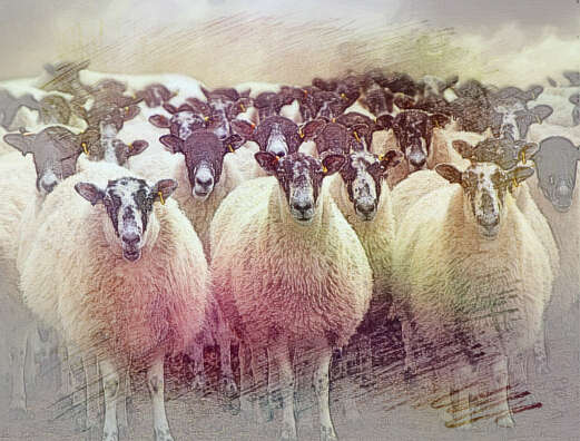  梦见一群绵羊