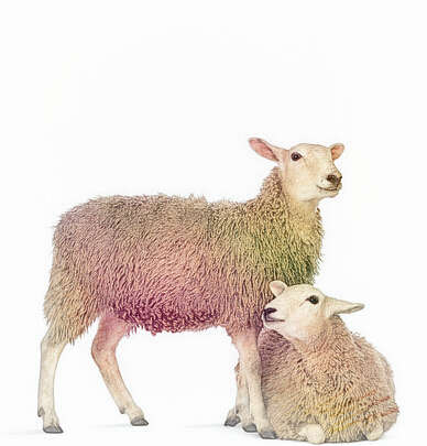  梦见两只小羊