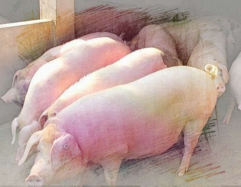 梦见很多大猪