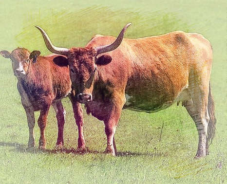 梦见两头牛