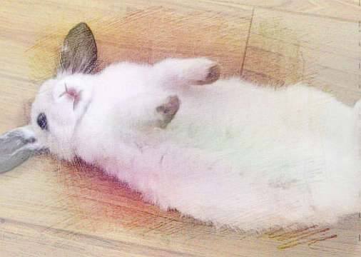  梦见兔子死掉