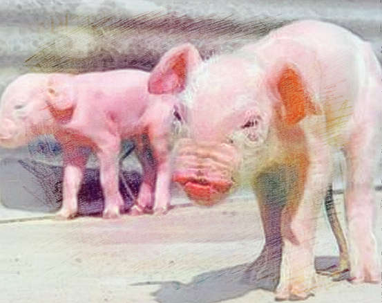  梦见两只猪崽