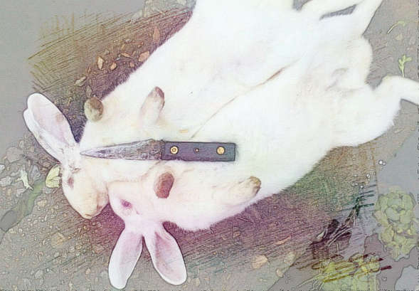  梦见摔死兔子