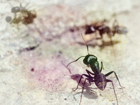 蚂蚁变大